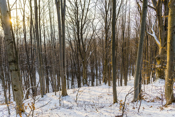 Cold winter in the forest