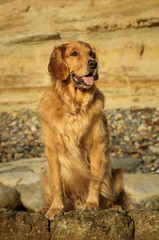 Obraz premium Golden Retriever dog outdoor portrait sitting on rocks