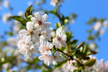 Flowering branch with white cherry blossoms against the blue sky