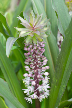 パイナップルリリー の画像 14 件の Stock 写真 ベクターおよびビデオ Adobe Stock