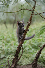 shorthair gray kitten exploring natural environment