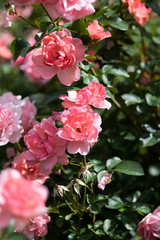 ピンク色のばら「ジャルダンドゥフランス」	