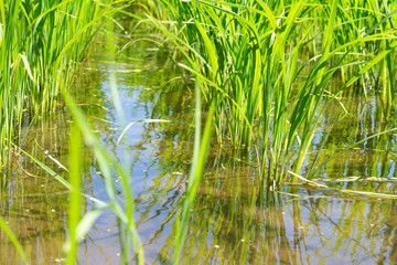 6月の青々とした稲のクローズアップ