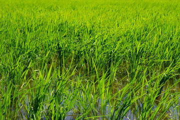 6月の青々とした稲