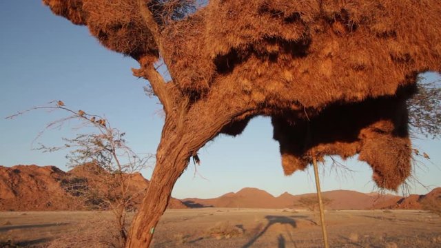 Nest of sociable weaver (Philetairus socius) in african savanna, Namibia