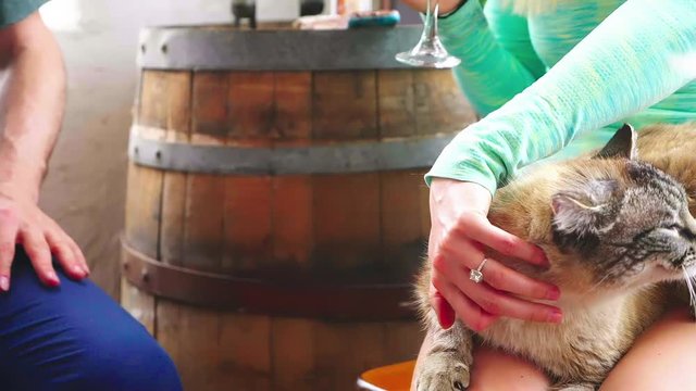 Panning of caucasian couple drinking wine while petting a cat in a winery filmed in slow motion