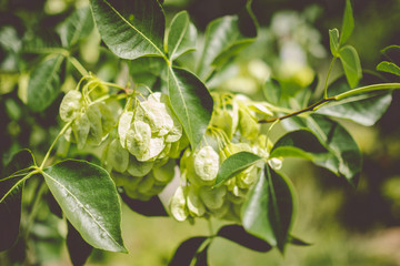 Arbre fleuri