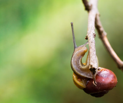 Hakenschlagen f&uuml;r Schnecken