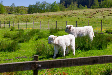 Two baby highland calves walk side by side in a pasture in Scotland