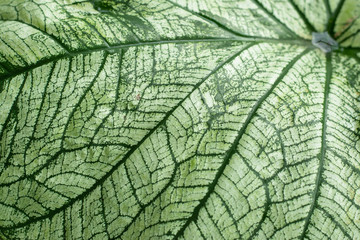 Natural background, leaf close up, selective focus.