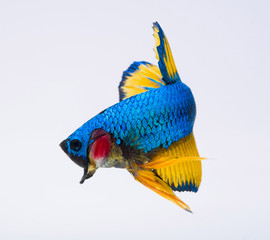 betta fish, siamese fighting fish, Capture moving of fish, Betta splendens