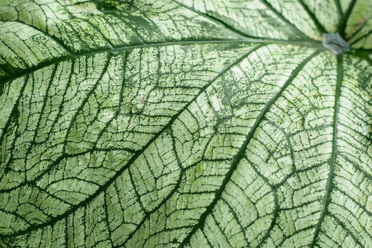 Natural background, leaf close up, selective focus. © Bravekanyawee