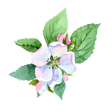 10 0 Best Apple Blossom Drawing Images Stock Photos Vectors Adobe Stock