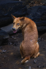 Sad dog With honest eyes. selective focus