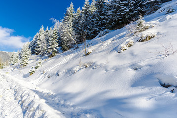 Fototapeta na wymiar Winter snow trees