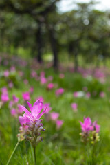 Curcuma alismatifolia on the Moutain at Pa Hin Ngam National Park , Chaiyaphum in Thailand.