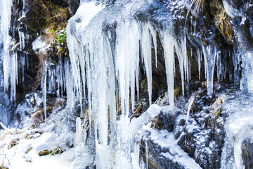 Icicles on the winter