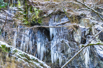Icicles on the winter
