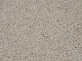 浜辺の白い蟹