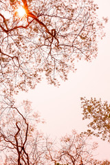 Texture of  tree branches and leaves in monochrome color