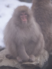 Naklejka premium Japanese Snow monkey Macaque in hot spring Onsen Jigokudan Park, Nakano,now Monkey Japanese Macaques bathe in onsen hot springs at Nagano, Japan.