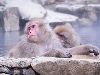 Japanese Snow monkey Macaque in hot spring Onsen Jigokudan Park, Nakano,now Monkey Japanese Macaques bathe in onsen hot springs at Nagano, Japan.