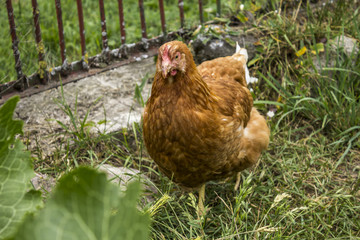 Variegated hen graze in the garden of a rural farm. Hen of meat eggs breed. A good photo for the site about farming, farm, ranch, animals, birds.