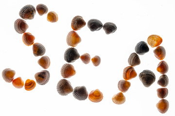 The word Sea is made up of shells on a white background. The concept of rest or holiday. Isolated.