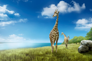 Giraffes in the wild