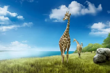 Crédence de cuisine en verre imprimé Girafe Giraffes in the wild