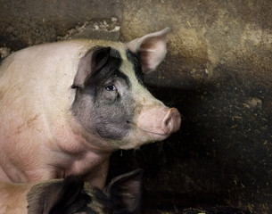 smilling pig