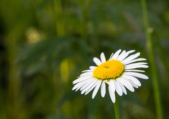 Fototapeta premium chamomile