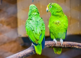 parrot