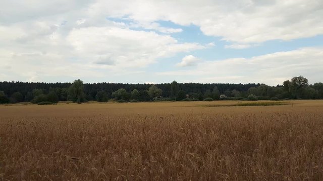Field of the rye or wheat in the summer. Beautiful thunder clouds over the field, shooting from a car that goes on the road along the ground. Insects and birds fly, Day, Dynamic scene, 4k video
