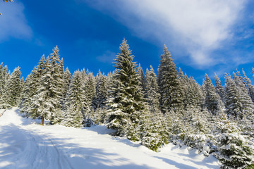 Winter landscape