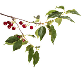 ripe cherries on a branch. isolated on white background