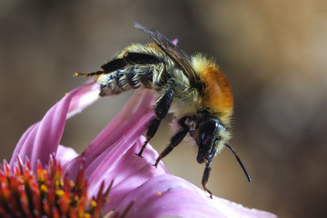 Hairy Bumblebee,  Bombus pascuorum pollinate pink flower