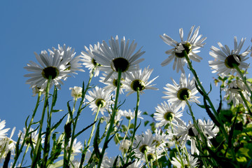 whitw daisies unusual view from below
