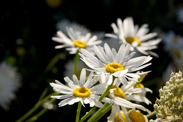 beautiful daisies at dawn