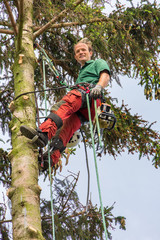 Naklejka na ściany i meble Arborist hangs at climbing rope in tree