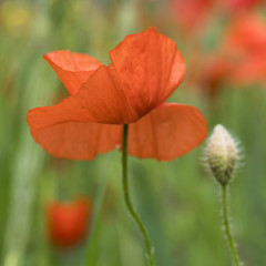 closeup of bright red poppy flower in green summer field