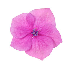 one pink hydrangea flower of five petals isolated on white background