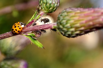 Marienkäfer auf Pflanze mit einigen Blattläusen