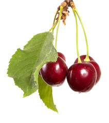 dark red cherry on a branch with green leaves. isolated on white background