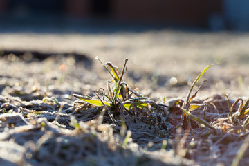 The grass is frosty. Shallow depth of field