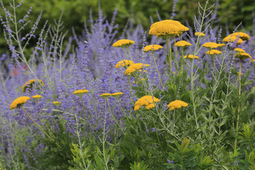 Schafgarbe und blaue Raute im Blumenbeet © Aggi Schmid