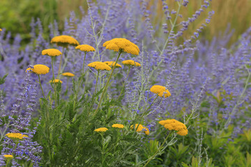 Schafgarbe und blaue Raute im Blumenbeet © Aggi Schmid