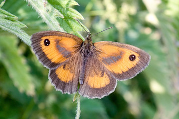 Obraz premium Close-up of Gatekeeper or Hedge Brown Butterfly Pyronia tithonus