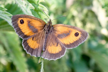 Close-up of Gatekeeper or Hedge Brown Butterfly Pyronia tithonus