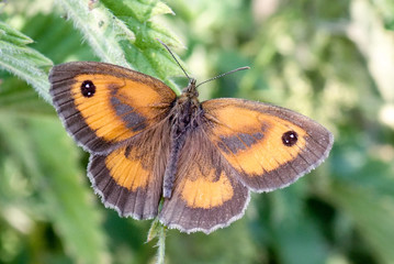 Close-up of Gatekeeper or Hedge Brown Butterfly Pyronia tithonus
